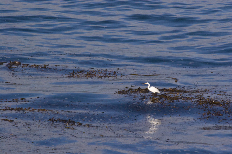 Great Egret On Kelp